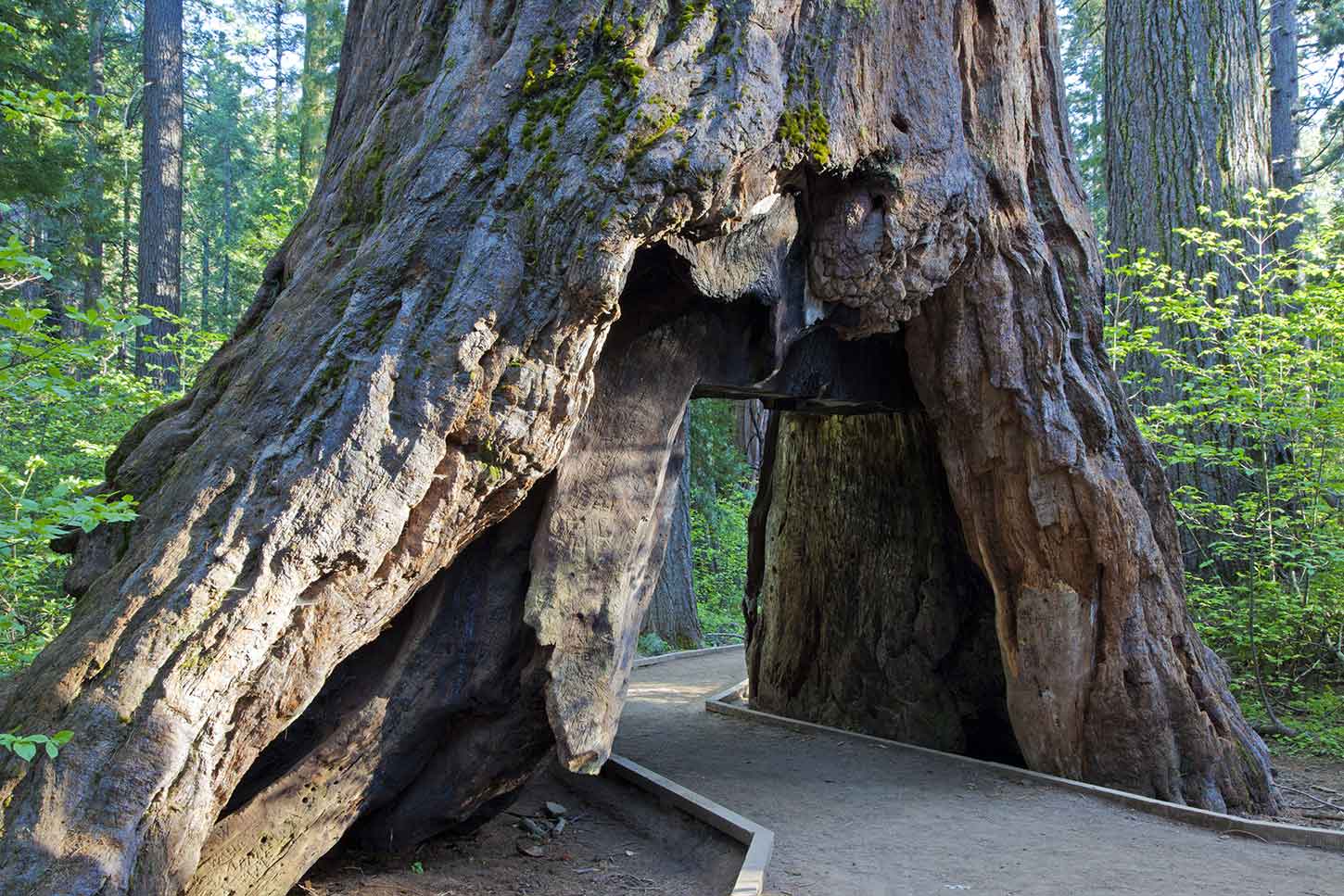 Calaveras Big Trees State Park